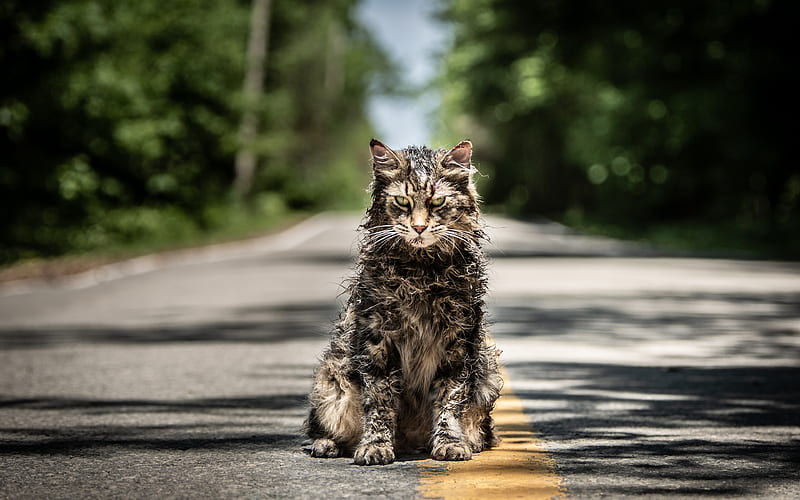 Pet Sematary 2019 movie, cat, Horror, HD wallpaper