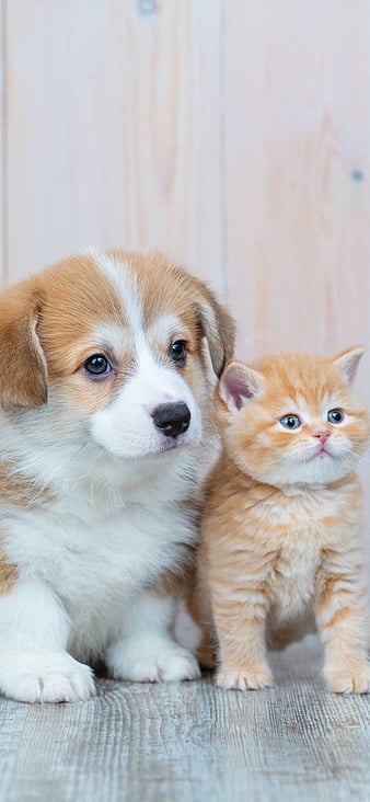 adorable puppies and kittens wallpaper