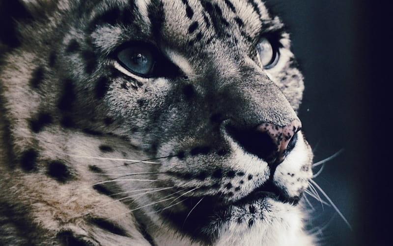 Snow leopard, close-up, face, skin, white, animal, HD wallpaper