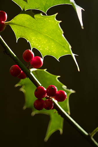 Berries, branch, macro, leaves, bush, HD wallpaper | Peakpx