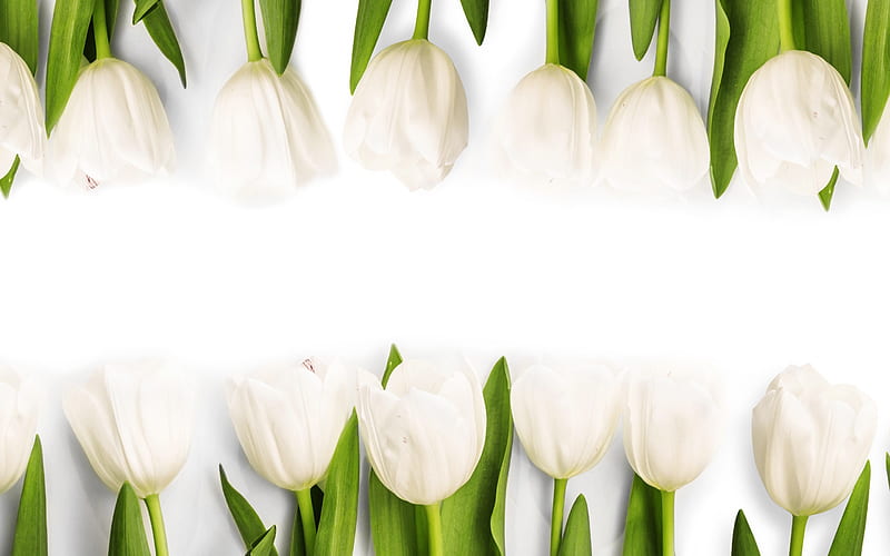 white tulips, spring flowers, floral background, tulips, spring, HD wallpaper