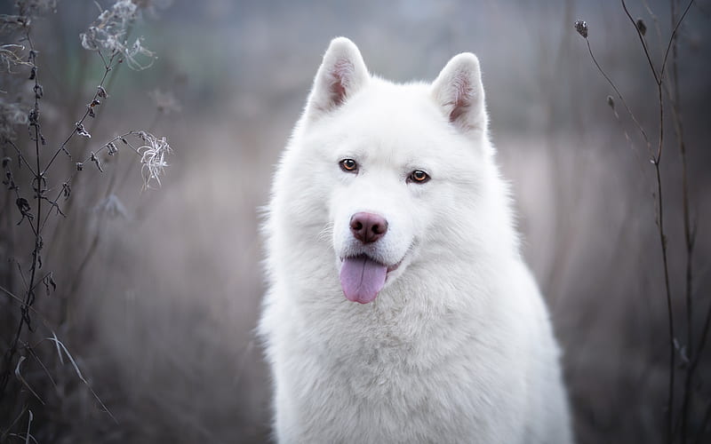 white swiss shepherd dog, beautiful white dog, pets, cute animals, dogs, HD wallpaper