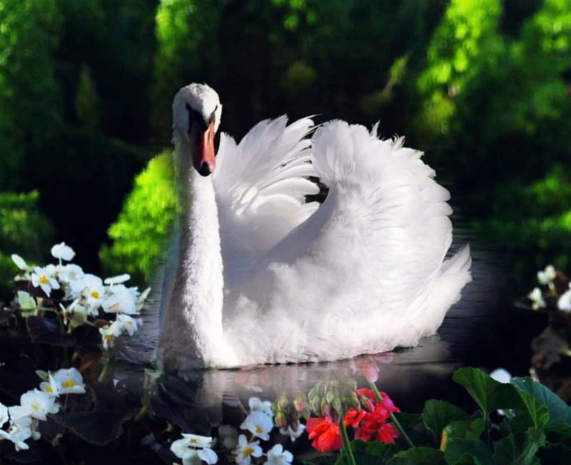 Beautiful Swan, flowers, bonito, swan, lake, HD wallpaper | Peakpx