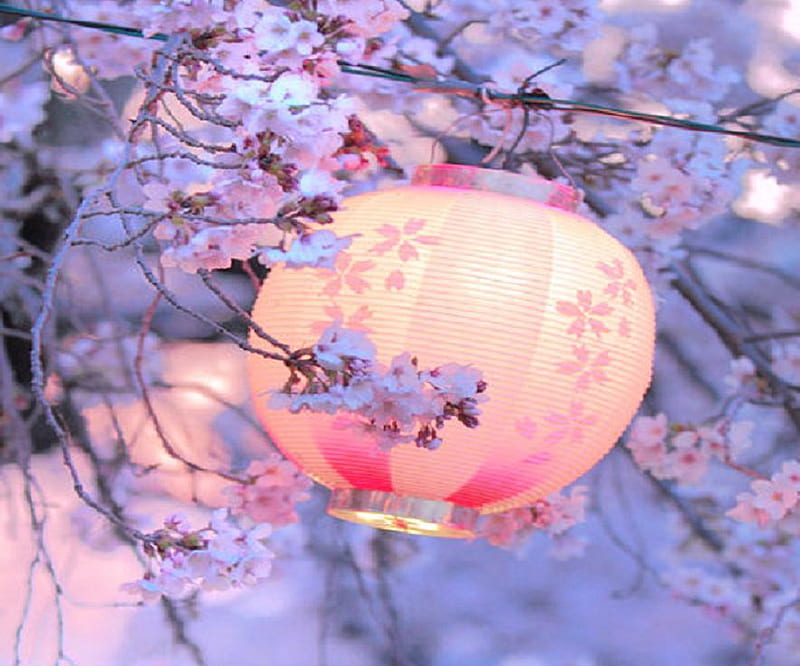 chinese lantern, tree, lantern, purple, flowers, paper, HD wallpaper
