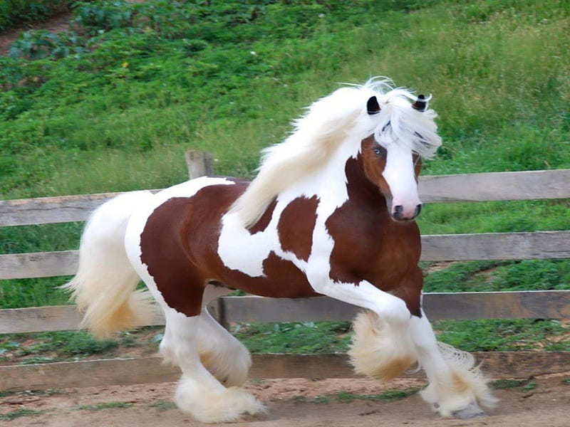 Gypsy Vanner Horse, gypsy, brown, bonito, horse, run, cob, mane, flair, white, gallop, fluff, HD wallpaper