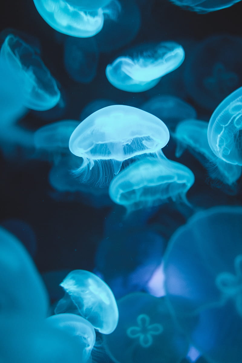 jellyfishes, underwater, scenic, blue glow, luminescence, Animal, HD phone wallpaper