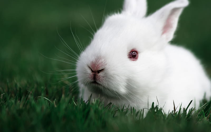 white rabbit, green grass, small fluffy rabbit, cute animals, farm, HD wallpaper