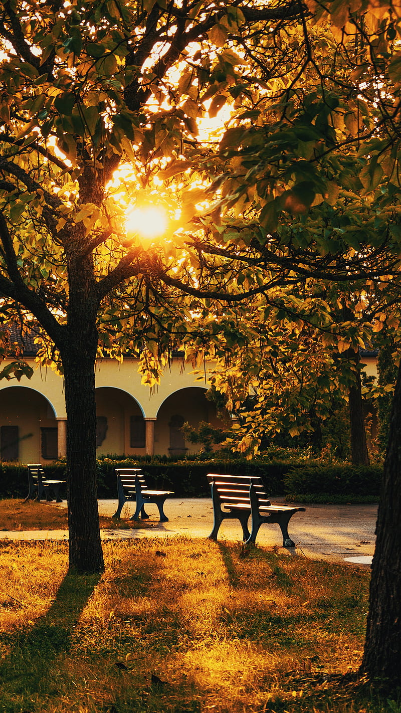 park, trees, benches, sunlight, building, HD phone wallpaper