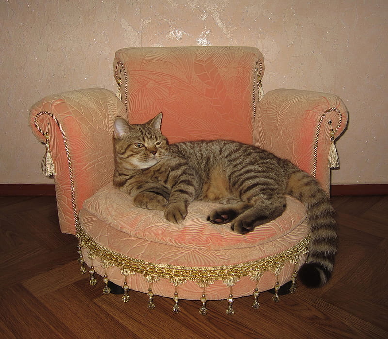 This pink throne is mine and only mine!, throne, relax, chair, funny, cat, pink, animal, pisica, HD wallpaper