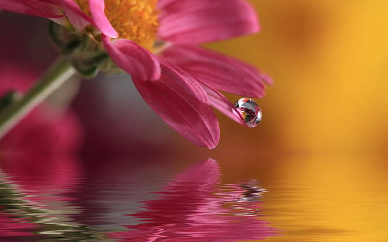 JUST A DROP IN THE OCEAN, daisies, water, ripples, droplets, flowers, dew, reflections, pink, HD wallpaper
