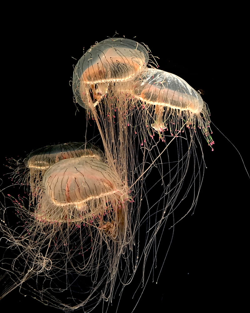 jellyfish, tentacles, creatures, brown, transparent, HD phone wallpaper