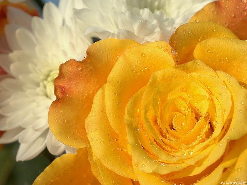 Mellow Yellow, pretty, rose, perennial, flower, yellow, HD wallpaper