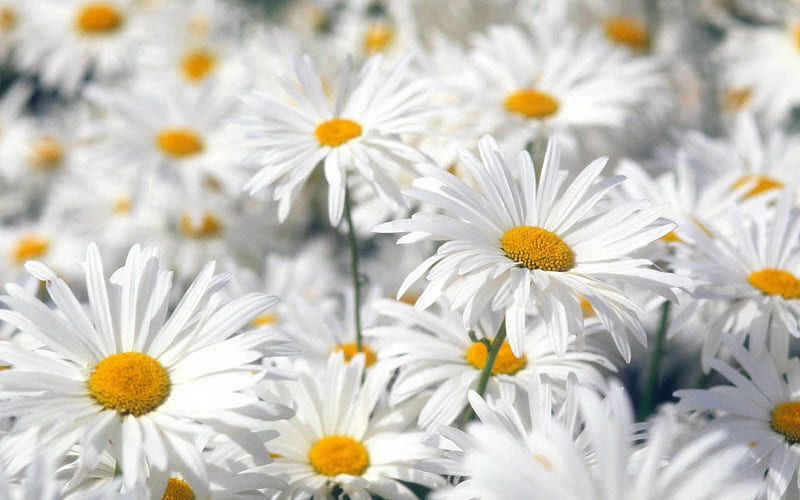 Daisies every where, white, faces, daisies, pedals, flower, yellow, nature, HD wallpaper