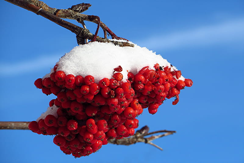 Rowan berries covered wiih frost and snow, red, tree, food, snow, fruits, nature, branches, sky, HD wallpaper