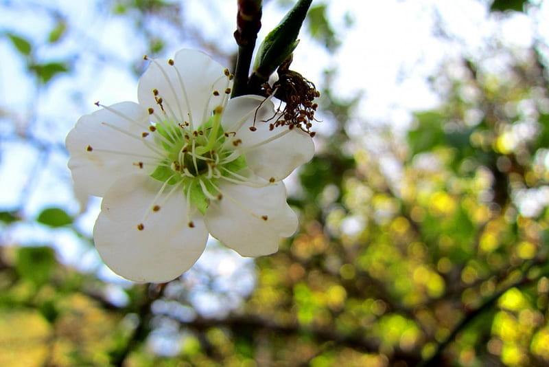 Prunus mume, flower, Plum flower, Asian tree, white, HD wallpaper