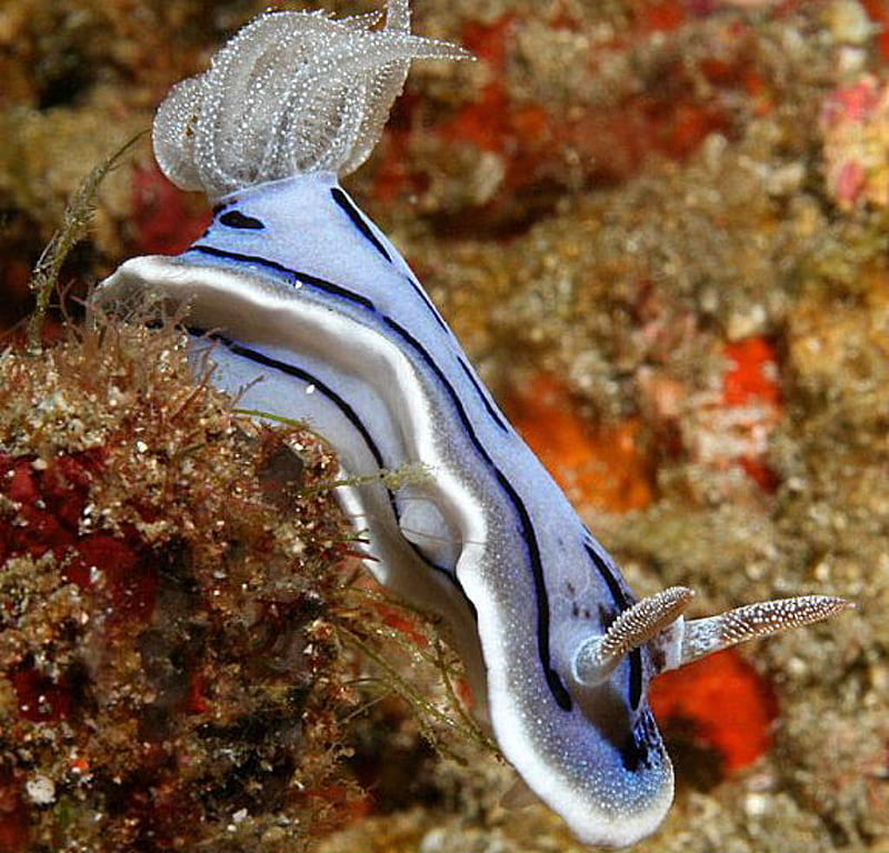 Chromodoris Willani, mollusk, reefs, under water creature, jelly fish, HD wallpaper