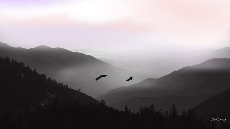 Misty Morning Flight, forest, eagles, dawn, flight, birds, trees, sky, clouds, fog, mist, mountains, northwest, flying, morning, scenery, pink, HD wallpaper