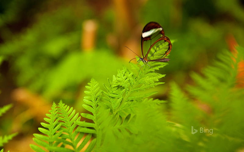A glasswing butterfly perched on a leaf-2017 Bing, HD wallpaper
