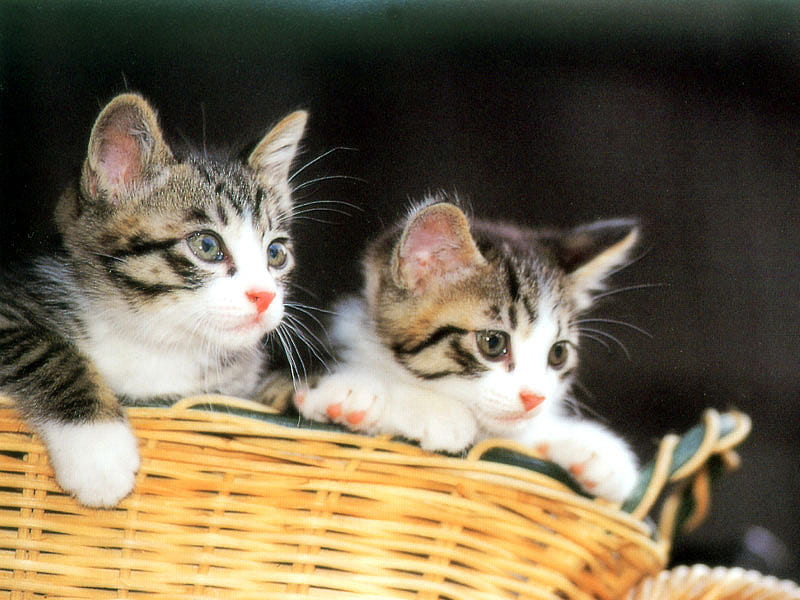 Kittens in a basket, feline, basket, cat, kitten, animal, sweet, HD ...