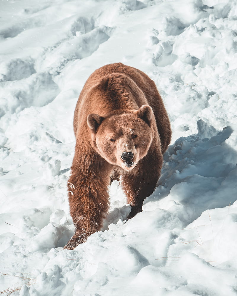 bear, brown bear, predator, snow, muzzle, HD phone wallpaper