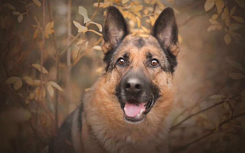 german shepherd, autumn, dogs, pets, cute animals, German Shepherd Dog, HD wallpaper