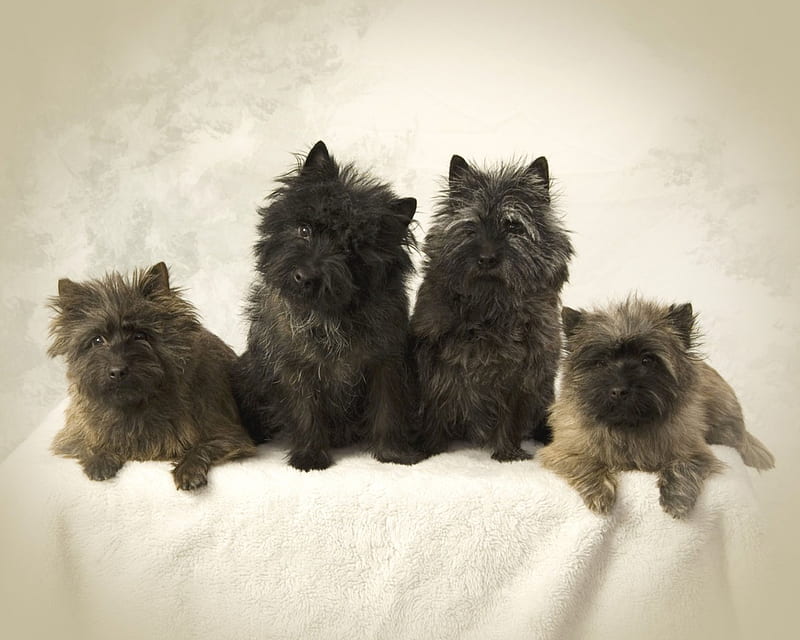 Cairn Terriers, sitting, dogs, HD wallpaper