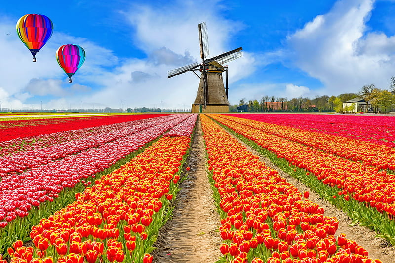 Balloons over tulips field, balloons, dutch, spring, field, Netherland, colorful, windmill, bonito, sky, Holand, flowers, tulips, HD wallpaper