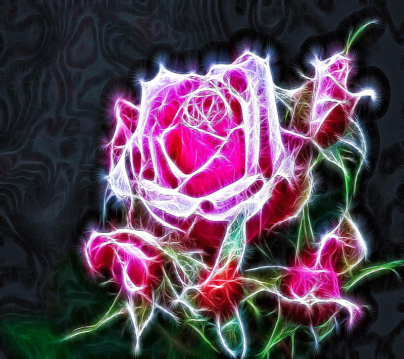 Pink Roses, HD wallpaper