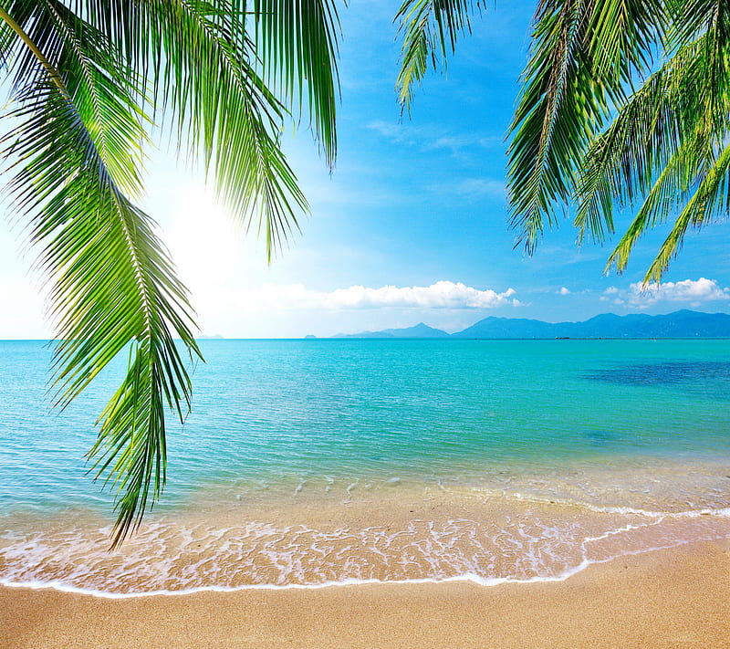 Tropical Beach, emerald, ocean, palm, sand, sea, HD wallpaper | Peakpx