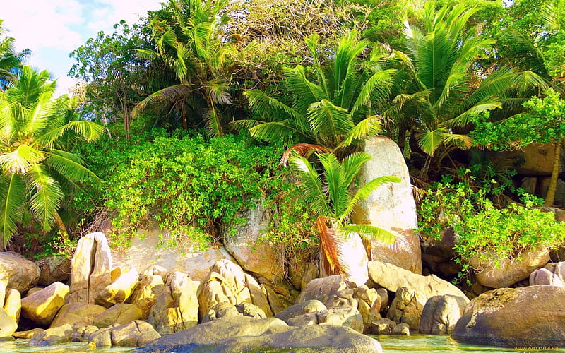 Tropical Scenery, rocks sun, orange, background, clouds, cenario, sundown, stones, multicolor, scenario shadows, morning, paisage, sunbeam, , warm, paysage, coconut, cena, sky, trees, panorama, water, beaches, torrid, computer, sunshine, hop, white, landscape, colorful, brown, sunny, trunks graphy, leaves, sand, green, hot, tropic, scenery, beije, blue multi-coloured, view, colors, maroon, leaf, paisagem, plams, plants, day colours, nature, branches, tropical, pc, natural, scene, HD wallpaper