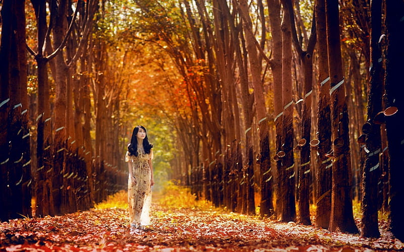 Woman walking through the forest, forest, tree, woman, leaf, HD ...
