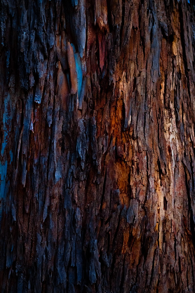 tree, bark, texture, HD phone wallpaper