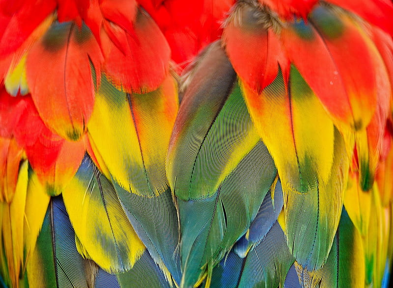 Scarlet Macaw, abstract, bird, colorful, feathers, parrot, scarlett macaw, HD wallpaper