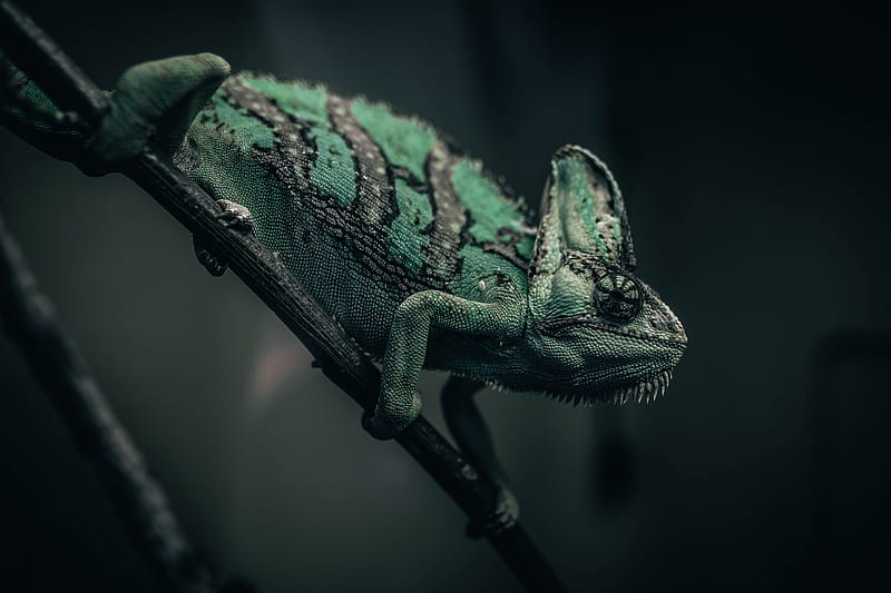 chameleon, reptile, green, mimicry, branch, HD wallpaper