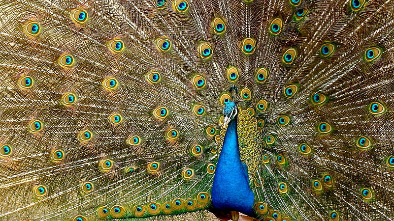 Beautiful Peacock With Open Wings Birds, HD wallpaper