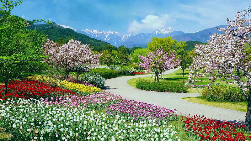 Park in Spring, blooming, trees, mountains, blossoms, colors, tulips, sky, HD wallpaper