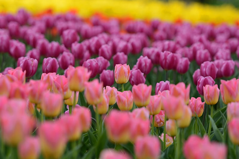 Flowers, Tulip, Flower, Nature, Pink Flower, HD wallpaper | Peakpx