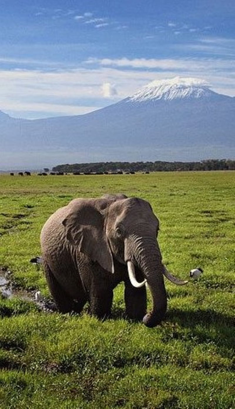 elephant, kilimanjaro, HD phone wallpaper