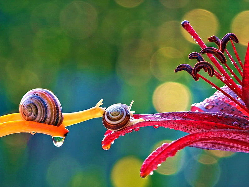 Checking out the neighbourhood, Nature, Flower, Colorful, Snails, HD wallpaper
