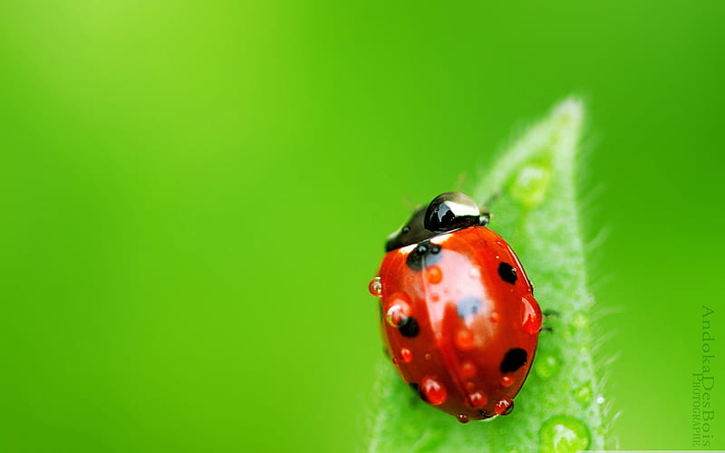 Ladybug-all kinds of insects, HD wallpaper