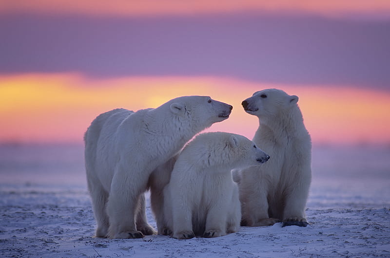 Polar Bear Family, polar-bear, animals, cute, HD wallpaper