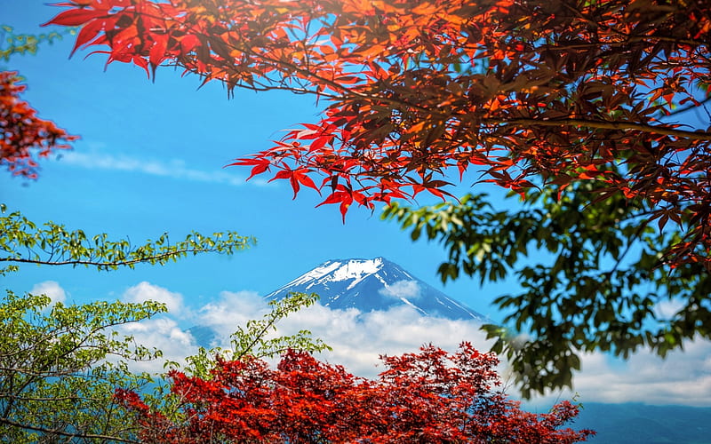 Mount Fuji, Maple, japan, Leaves, Autumn, Colorful, HD wallpaper