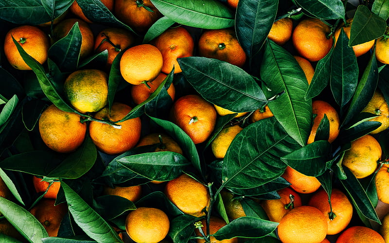 tangerines macro, vitamins, fresh fruits, fruits, HD wallpaper