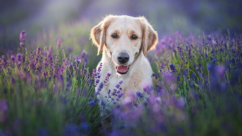 Labrador Retriever Dog Is Standing In Lavender Field Dog, HD wallpaper ...