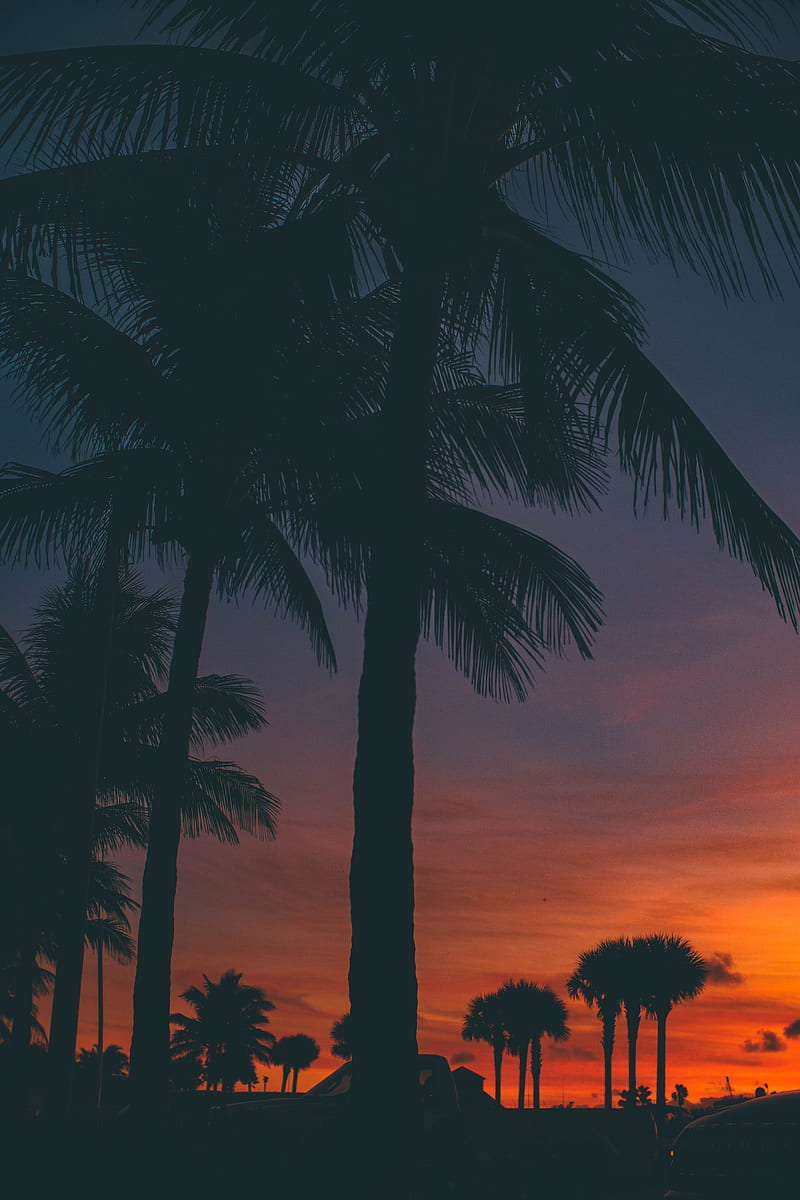 sunset, palm trees, silhouette, HD phone wallpaper