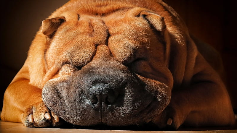 Sleeping shar pei, cute, shar pei, sleeping, dog, HD wallpaper