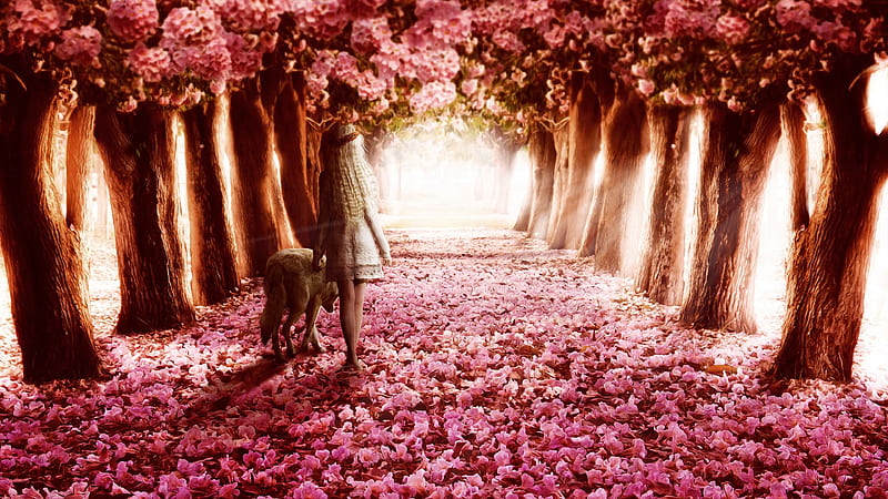 Pink Flowers Path, pink, flowers, path, HD wallpaper