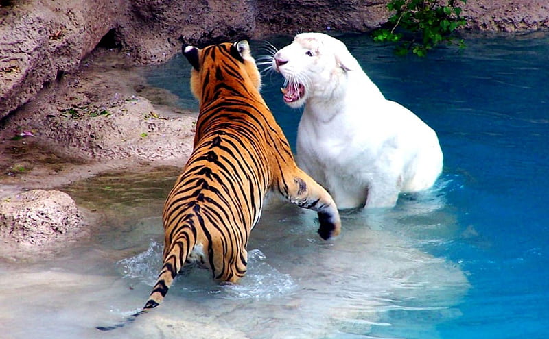 Tiger, jungle, white, animal, HD wallpaper