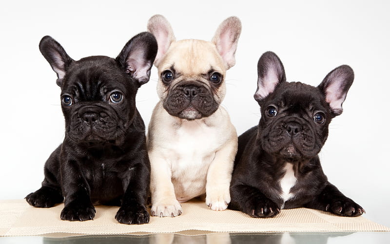 french bulldogs, three puppies, small cute animals, pets, dogs, bulldogs, HD wallpaper