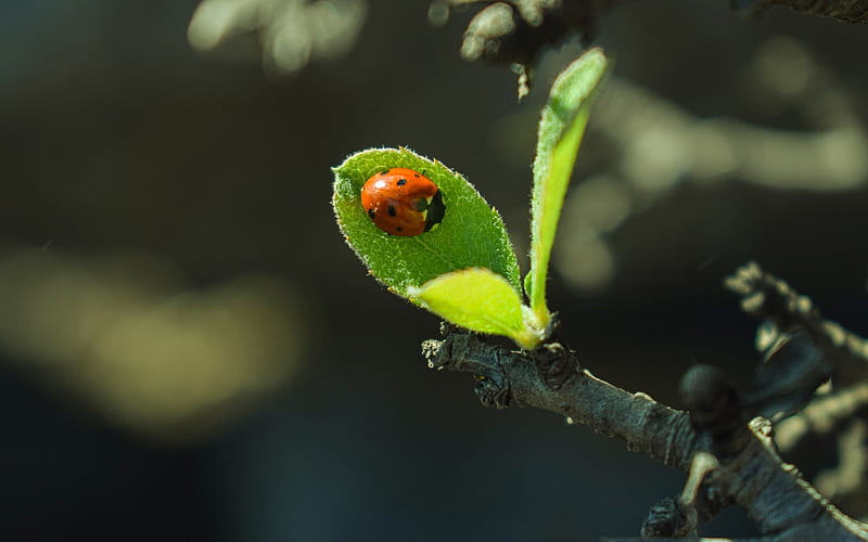 Ladybug on Leaf, insect, nature, ladybug, leaf, macro, HD wallpaper